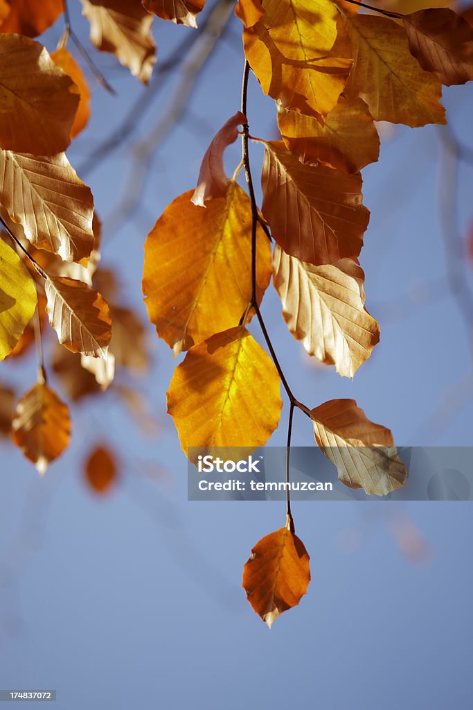 Folhas de outono ainda s'agarrando às branch. - Foto de stock de Beleza royalty-free