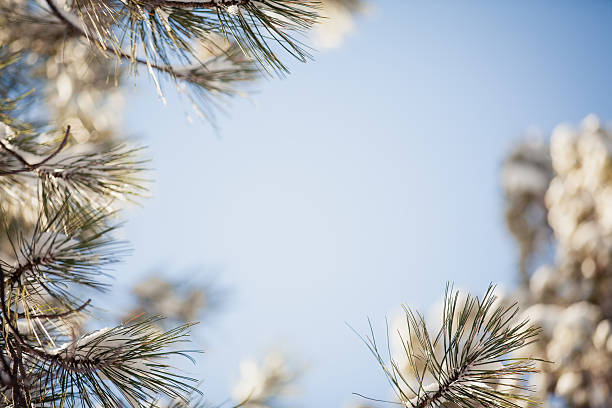 Framing Pine Branches stock photo