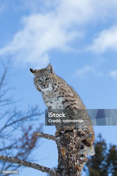 Photo libre de droit de Bobcat banque d'images et plus d'images libres de droit de Lynx américain - Lynx américain, Félin, Hiver