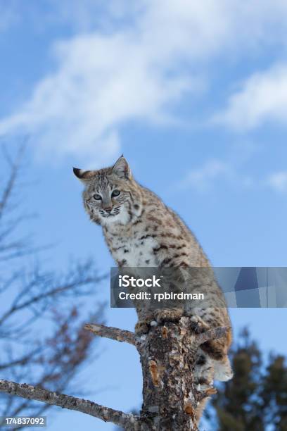 Bobcat - ボブキャットのストックフォトや画像を多数ご用意 - ボブキャット, 冬, 野生のネコ科動物
