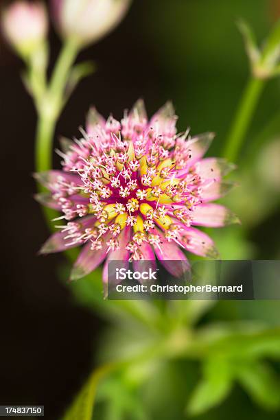 Rosa Gran Masterwort Foto de stock y más banco de imágenes de Astrantia - Astrantia, Flor, Abstracto