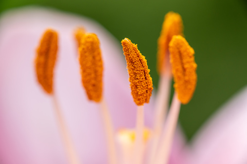 Macro closeup of a vibrant pink lily flower in bloom with selective focus on polen