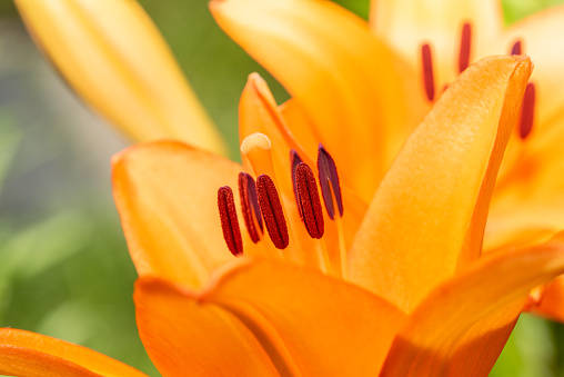 Macro closeup of a vibrant orange lily flower in bloom with selective focus on polen