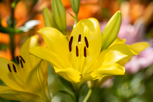 Macro closeup of a vibrant yellow lily flower in bloom with selective focus on polen