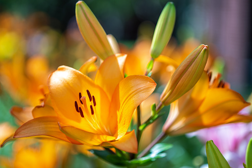 Macro closeup of a vibrant orange lily flower in bloom with selective focus on polen
