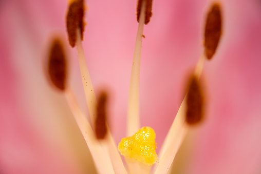 Macro closeup of a vibrant pink lily in bloom with selective focus on polen