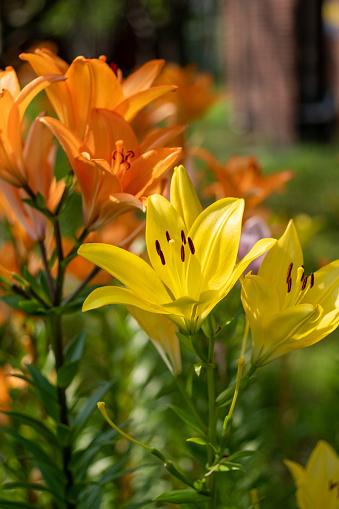 Macro closeup of a vibrant yellow and orange lily flower in bloom with selective focus on polen