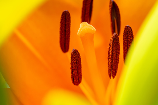 Macro closeup of a vibrant orange lily in bloom with selective focus on polen