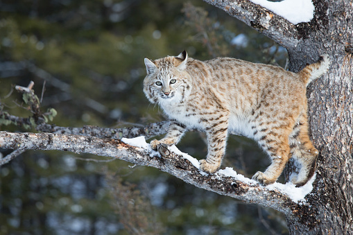 bobcat in tree