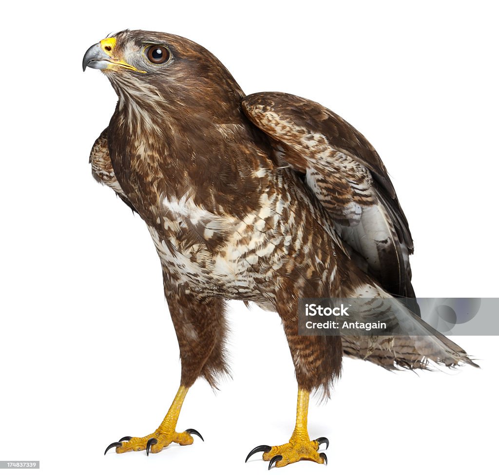 hawk Hawk - Bird Stock Photo