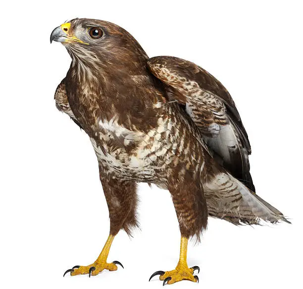 Photo of hawk