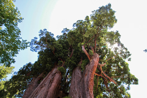 The Grandfather tree is approx. 1800 years old and one of the five widest coastal redwoods in the world.