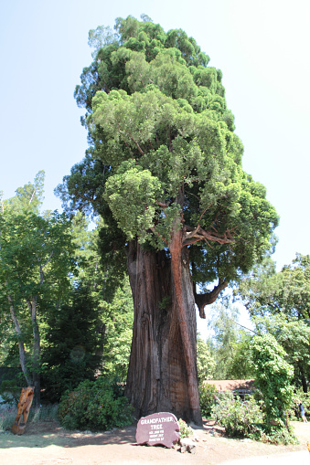 The Grandfather tree is approx. 1800 years old and one of the five widest coastal redwoods in the world.