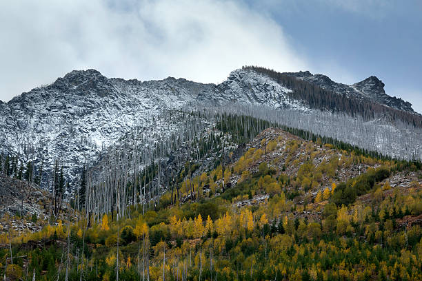 осенью и зимой - tree leavenworth snow sky стоковые фото и изображения