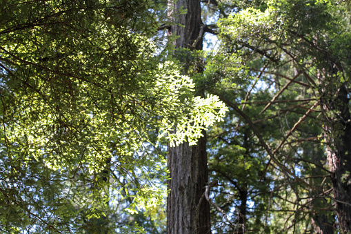 The Grandfather tree is approx. 1800 years old and one of the five widest coastal redwoods in the world.