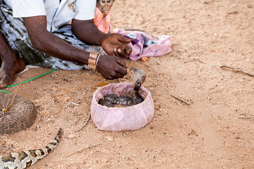 Snake charmer with a cobra with glasses