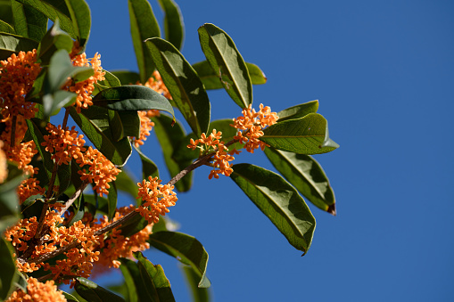 Blue sky and full Osmanthus