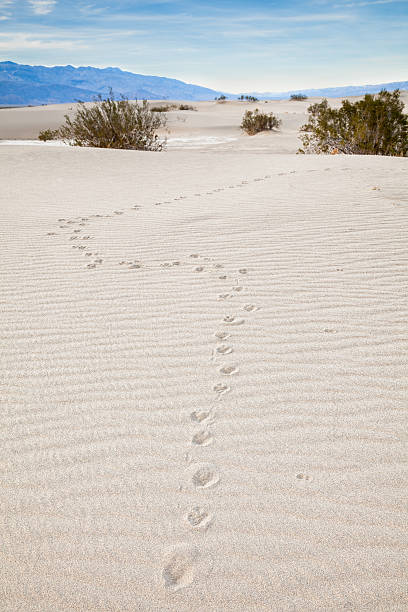 койот отслеживает в пустыне - coyote desert outdoors day стоковые фото и изображения