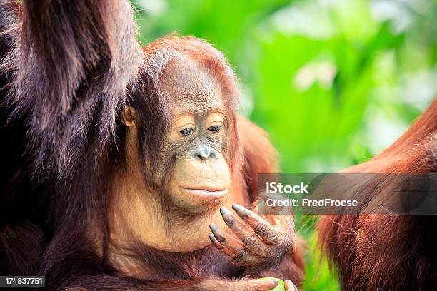 Orangotango - Fotografias de stock e mais imagens de Animal - Animal, Animal selvagem, Ao Ar Livre