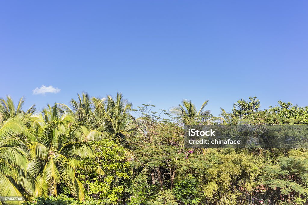 Tropical palmeras - Foto de stock de Aire libre libre de derechos