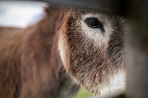 donkey in green field country mammal agriculture meadow