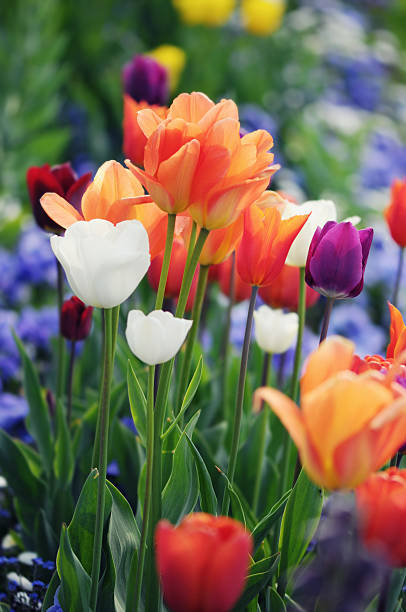 pomarańczowy białe i fioletowe tulipany w wiosennym. - star tulip zdjęcia i obrazy z banku zdjęć