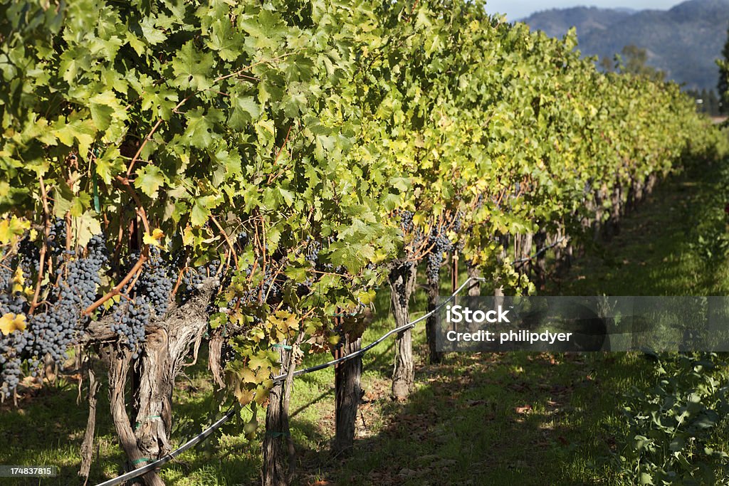 Fila de maduras uvas en vineyard rojo - Foto de stock de Agricultura libre de derechos