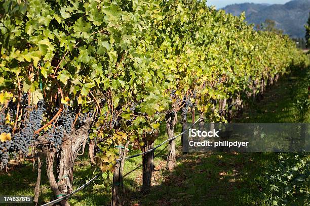 Fila De Maduras Uvas En Vineyard Rojo Foto de stock y más banco de imágenes de Agricultura - Agricultura, Aire libre, Azul