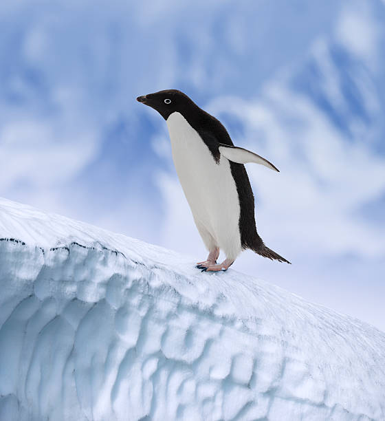 antártida pinguim-de-adélia na plataforma de gelo - nature antarctica half moon island penguin imagens e fotografias de stock