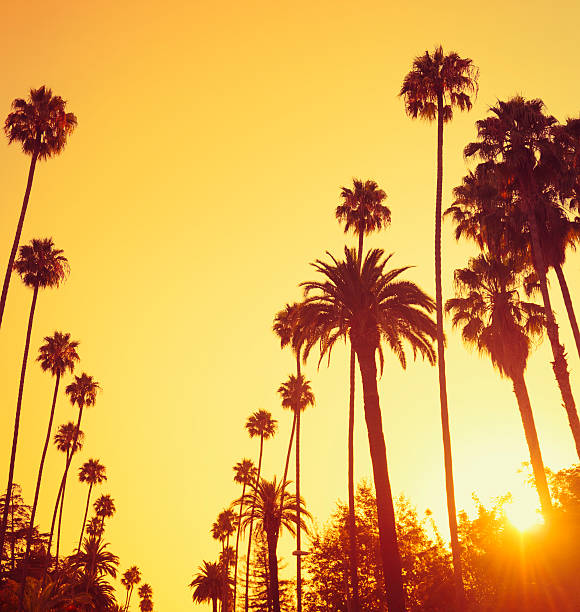 istock Palm tree at sunset on california - USA 174837984