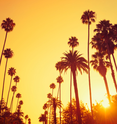 Newport Beach daytime palm tree