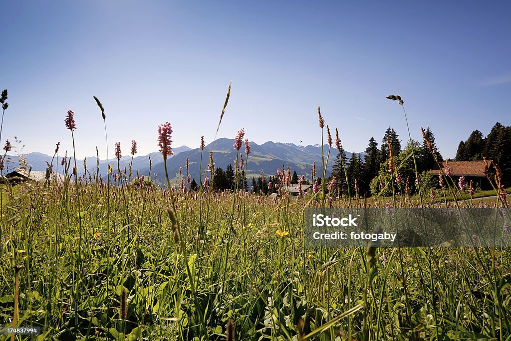 Prairie Swiss été - Photo de Alpes européennes libre de droits