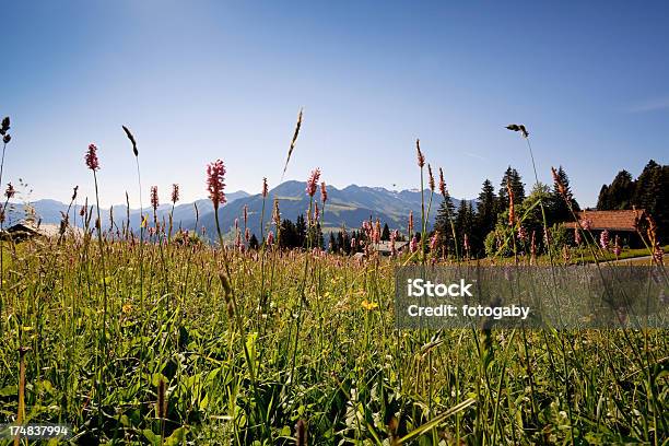 Photo libre de droit de Prairie Swiss Été banque d'images et plus d'images libres de droit de Alpes européennes - Alpes européennes, Alpes suisses, Canton de Graubünden