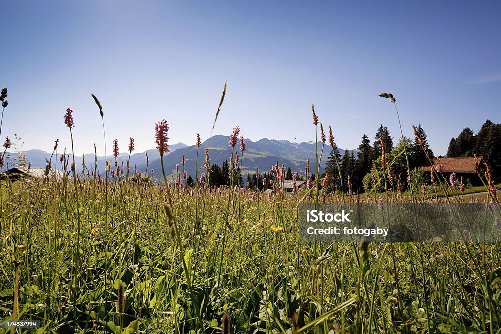 스위스 여름 메도 - 로열티 프리 0명 스톡 사진