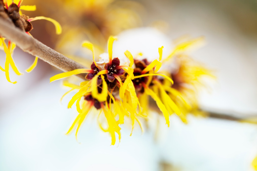 american witchhazel or hamamelis virginianan, blooming in  early spring, still covered with snow,