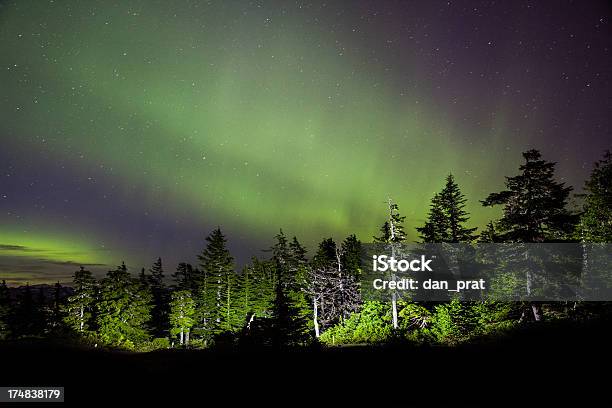 Northern Lights - zdjęcia stockowe i więcej obrazów Arktyka - Arktyka, Bez ludzi, Bór sosnowy
