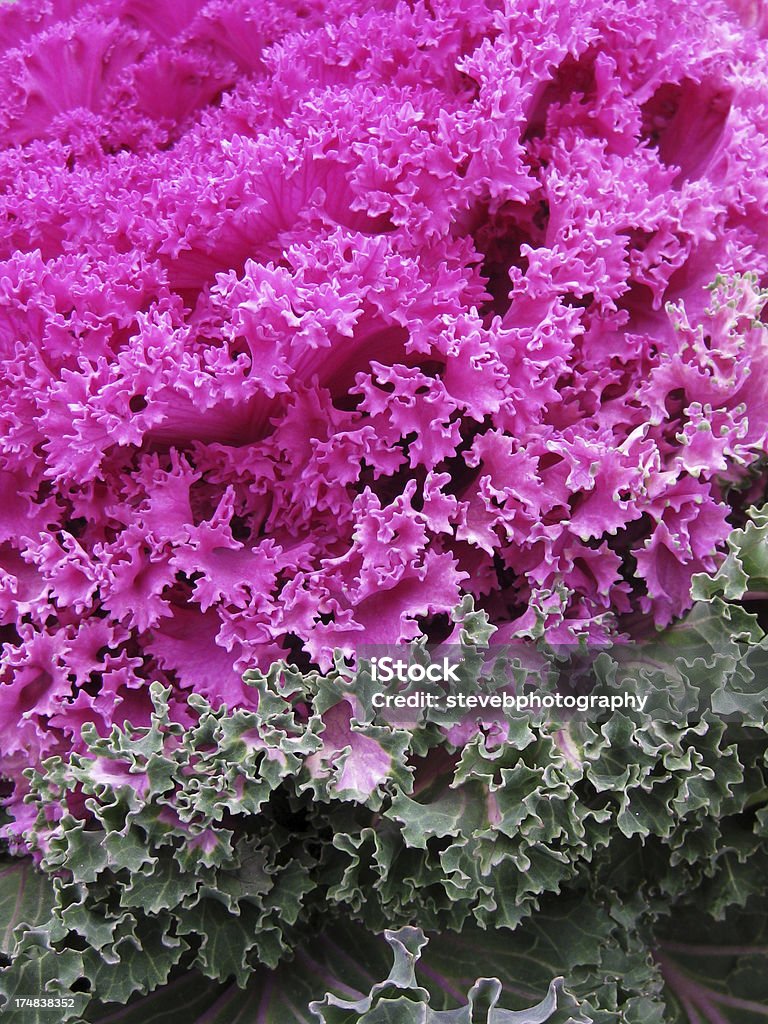 Chou décoratifs - Photo de Brassicaceae libre de droits
