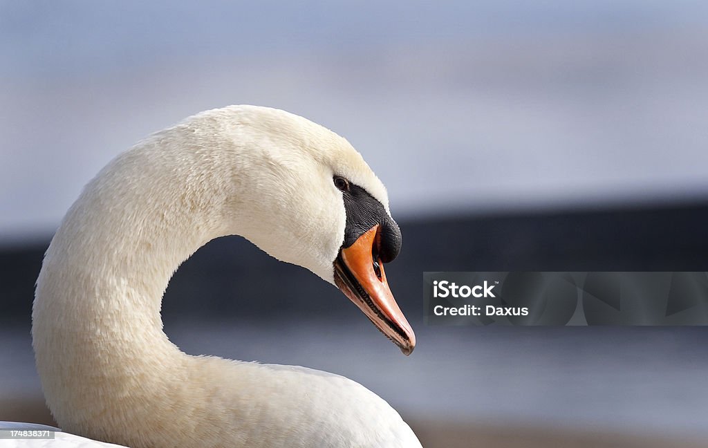 Swan Plano aproximado - Royalty-free Animal selvagem Foto de stock