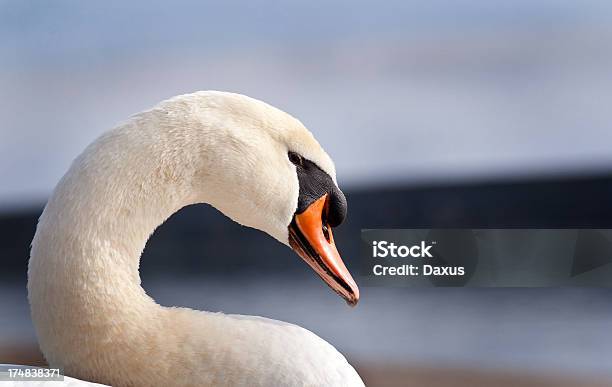 Swan Plano Aproximado - Fotografias de stock e mais imagens de Animal selvagem - Animal selvagem, Ao Ar Livre, Ave aquática