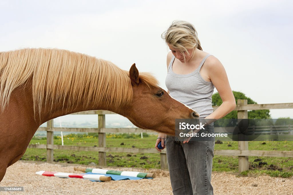 Mordendo a mão que feeds. - Foto de stock de Cavalo - Família do cavalo royalty-free