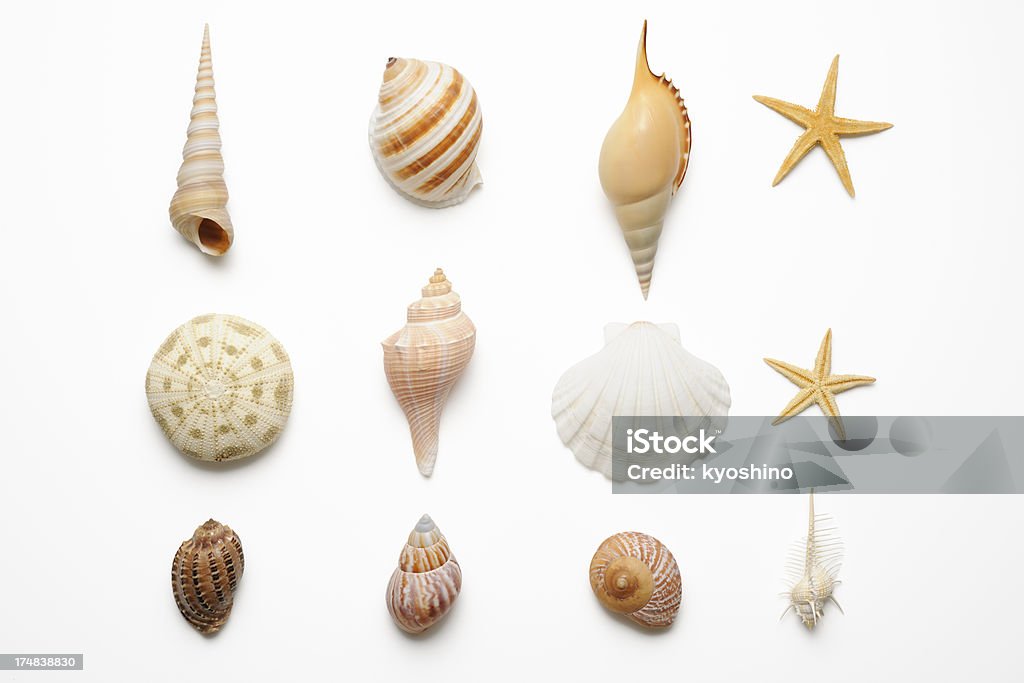 Fotografía de colección seashells aislado sobre fondo blanco - Foto de stock de Concha de mar libre de derechos