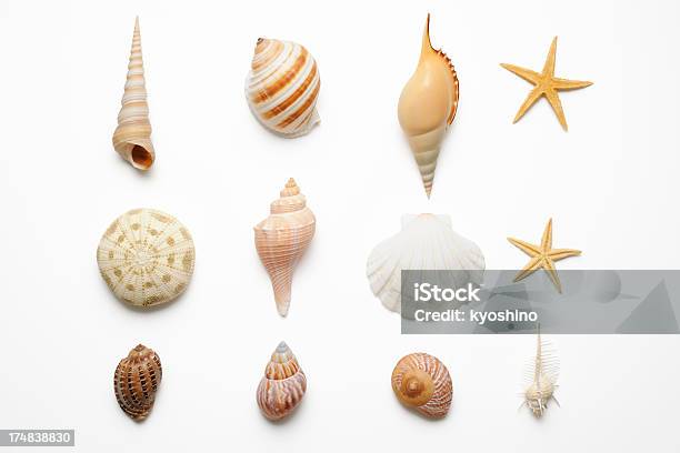 絶縁ショットを白背景でシーシェルズコレクション - 貝殻のストックフォトや画像を多数ご用意 - 貝殻, 動物の殻, カットアウト