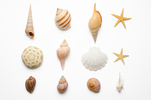 Isolated shot of seashells collection on white background