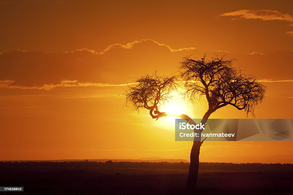 Tramonto africano - Foto stock royalty-free di Acacia