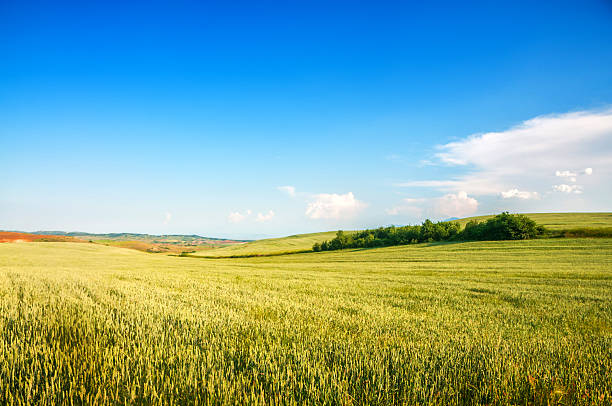 istock Field of Green Fresh Wheat Under Blue Sky 174838851