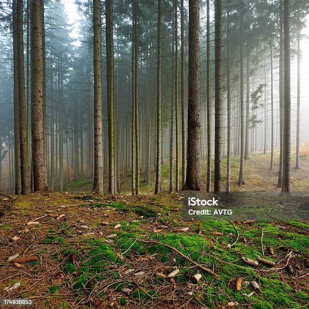 Conos De Musgo En Spruce Tree Bosque De Niebla Foto de stock y más banco de imágenes de Abeto - Abeto, Abeto Picea, Aire libre