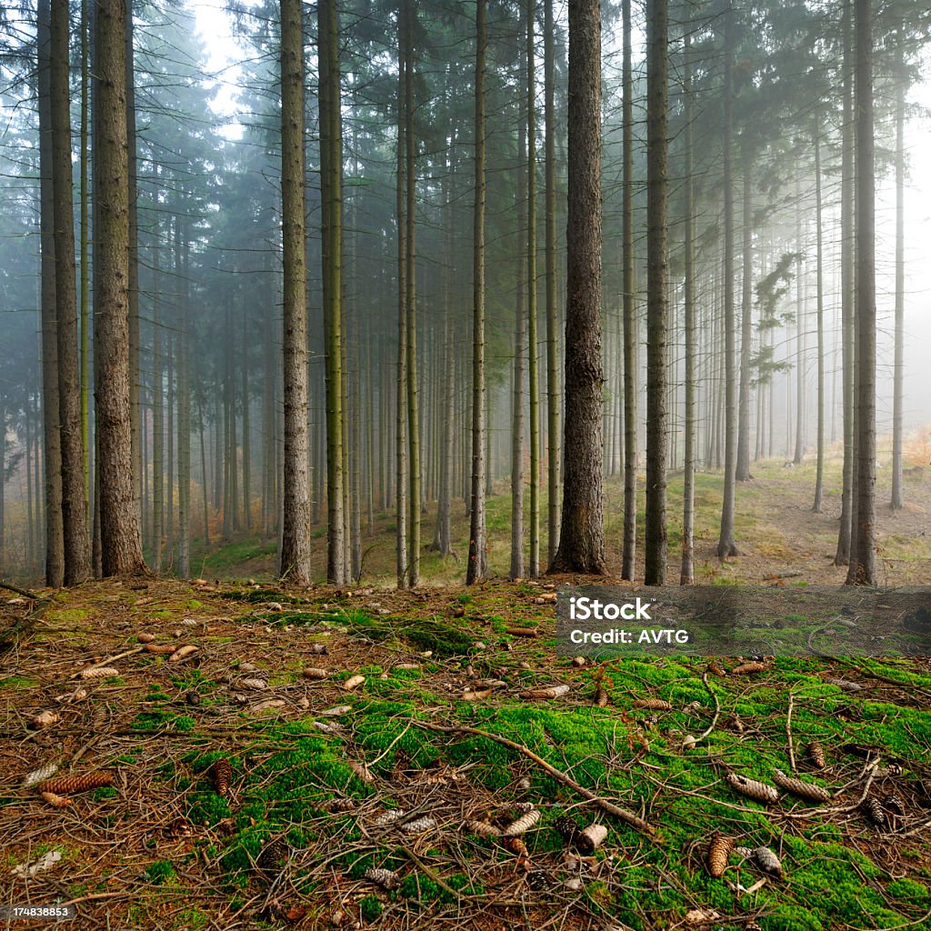 Ustaw na Moss w Foggy Świerk Forest - Zbiór zdjęć royalty-free (Bez ludzi)