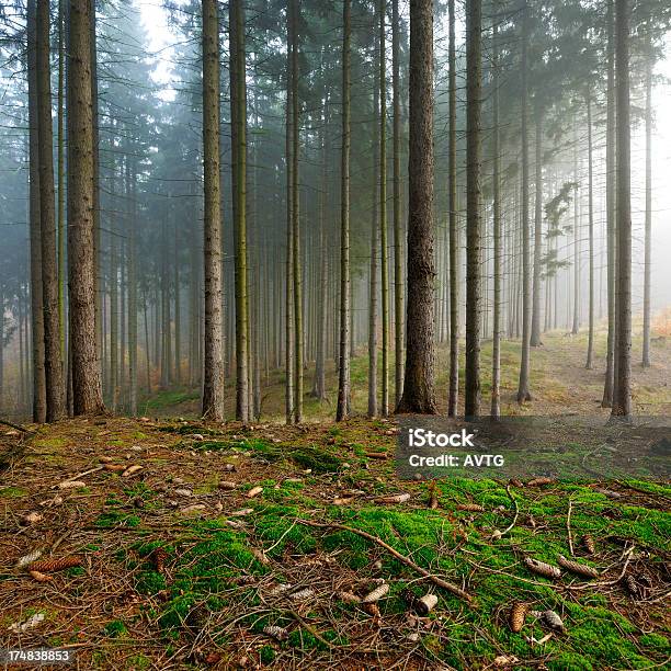 Ustaw Na Moss W Foggy Świerk Forest - zdjęcia stockowe i więcej obrazów Bez ludzi - Bez ludzi, Bór sosnowy, Drzewo