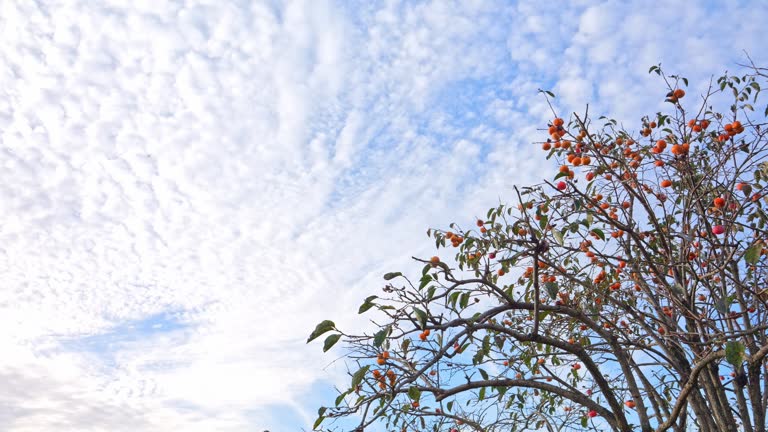 Beautiful blue sky and ripe persimmon fruits, autumn