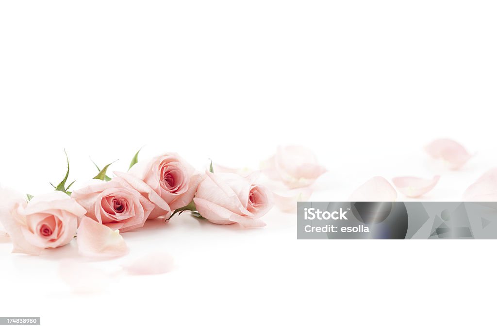 Roses et pétales de rose - Photo de Rose - Fleur libre de droits